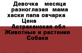 Девочка 2 месяца,разноглазая, мама хаски,папа овчарка  › Цена ­ 7 000 - Астраханская обл. Животные и растения » Собаки   